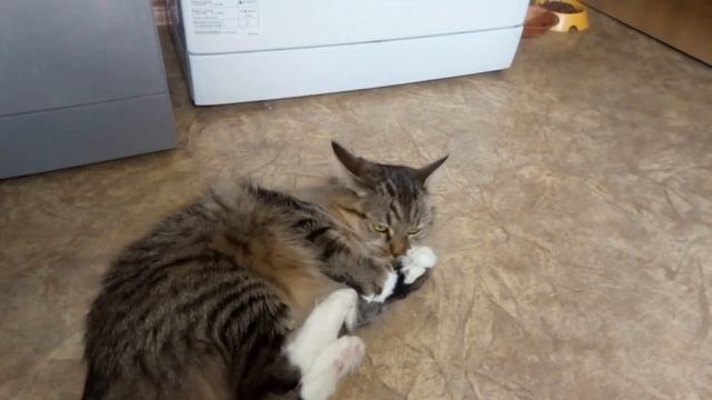 Что будет, если кошке дать валерьянку. Cattish Reaction To Valerian