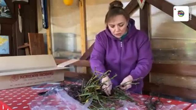 Посылка с розами Kordes смотреть онлайн