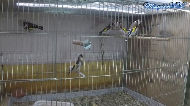 Жердочки для птиц смотреть онлайн