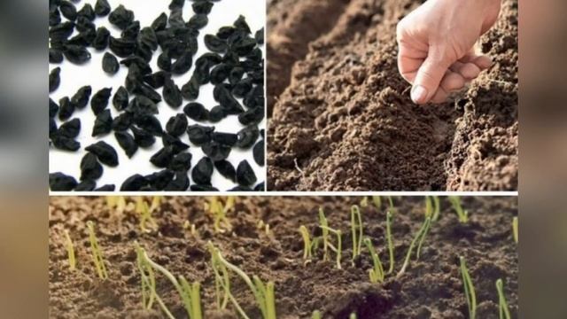 Методическое пособие "Выращивание многолетних видов лука" смотреть онлайн