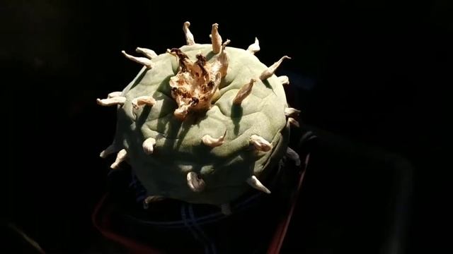 Lophophora Collection / коллекция лофофор, итоги зимовки