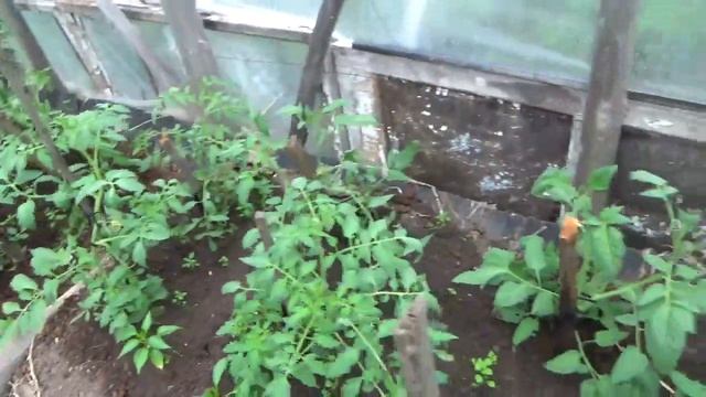 Томатам нужен калий, удобряем натуральным удобрение. смотреть онлайн