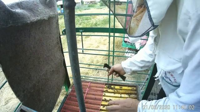 _Узбечка_-пчелопакеты.2 месяца пролетело.Каких пчел покупать весной и где. смотреть онлайн