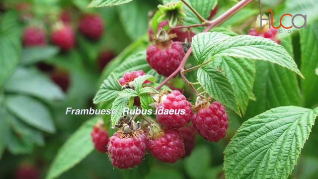 Elvira y Jocelyn Curación por plantas смотреть онлайн