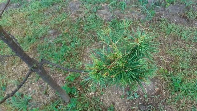 Начало формирование лиственницы ниваки. Небольшой обзор. смотреть онлайн