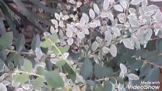 Identificação cientifica 3: dracena, ligustrum, reseda, manaca de cheiro etc... смотреть онлайн
