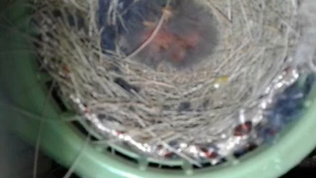 Гибридизация канарейки и канареечного вьюрка смотреть онлайн