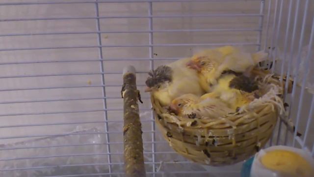 Паваротти кормит малышей смотреть онлайн