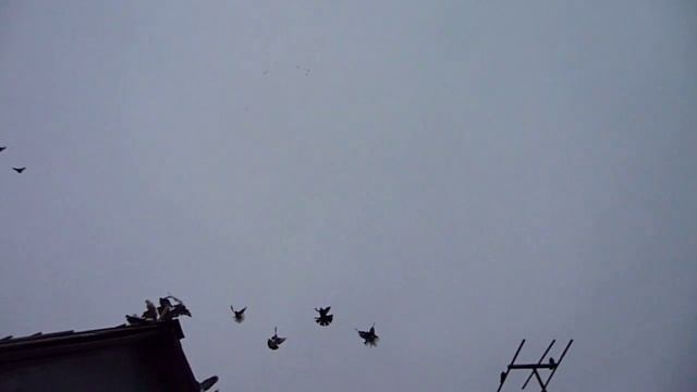 Голуби Николаевские бабочки смотреть онлайн