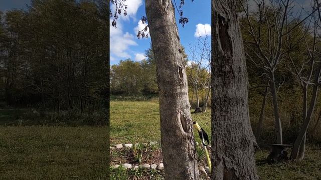 Уж небо осенью дышало... смотреть онлайн