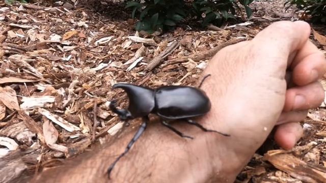Aussie Tree Chaser : The Rhino Beetle смотреть онлайн