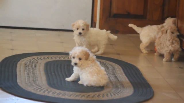 Bich Poo Puppies For Sale Annie Fisher смотреть онлайн