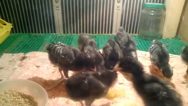 Амрокс 2 недели смотреть онлайн