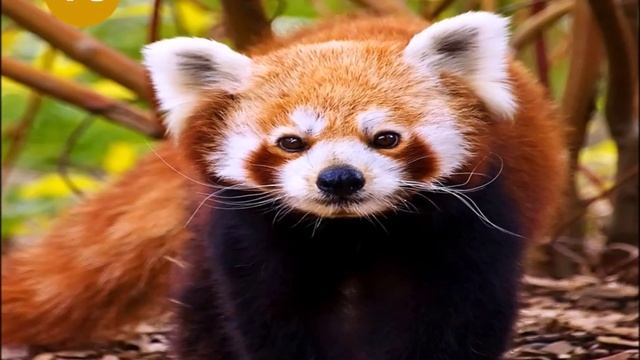 The Red Panda or the Firefox!!! смотреть онлайн