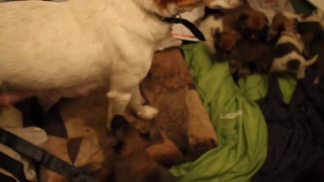 Белка убегает от щенков смотреть онлайн