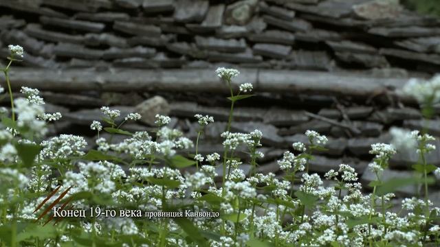 История дикой природы - Фильм 1. Земля тигров и леопардов - Документальный фильм смотреть онлайн