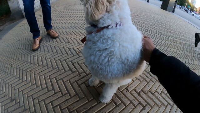 Lagotto in Brooklyn Oct 12, 2021