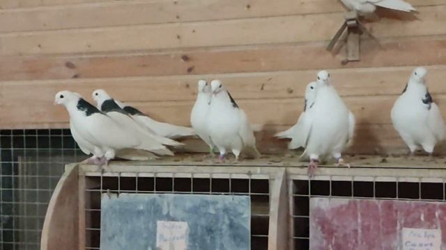 @ 08.12. 2022 год. Голуби Евгения Николаевича +7 985 923-08-18 все вопросы по телефону смотреть онлайн