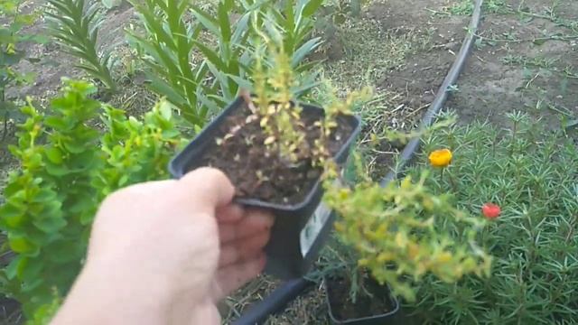 Барбарисы для новой клумбы. смотреть онлайн