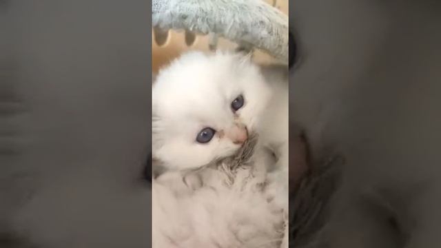 Маленькая помощница-Дева Белые Лапки, и себя вымоет и братика смотреть онлайн