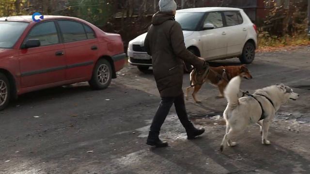 БЗ Госдума дала регионам полномочия по ограничению выгула животных смотреть онлайн