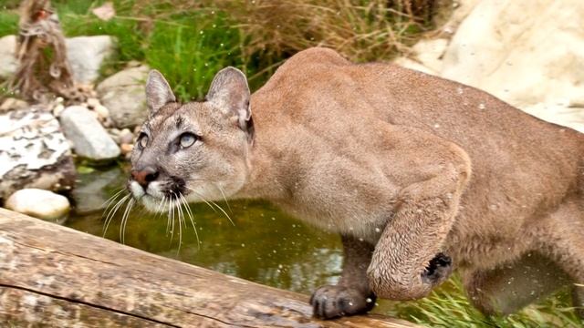 Пума - интересные факты смотреть онлайн