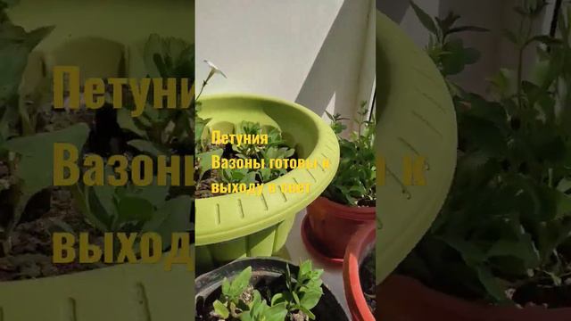 3 мая 2023 цветы #как вырастить петунию просто выращивать смотреть онлайн