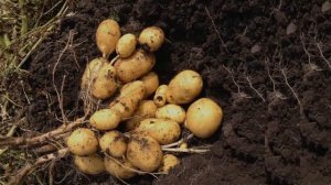 Картофель Королева Анна Посадка