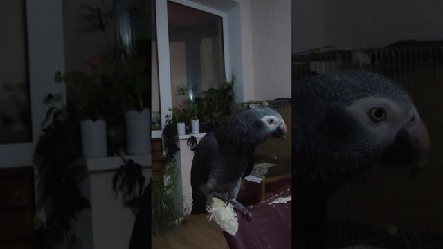 Мой Гоша бурохвостый жако #жако #harizma_ptichka #попугайжако смотреть онлайн