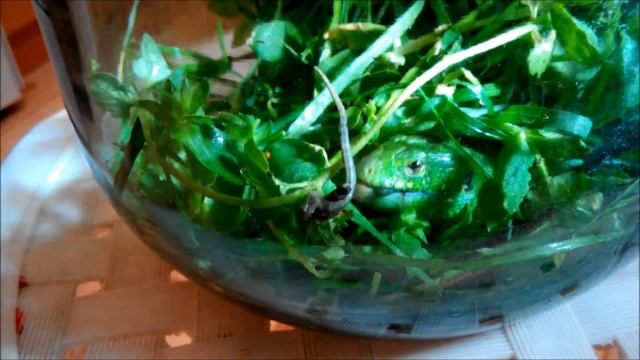 Краснодарская рептилия, Россия. смотреть онлайн