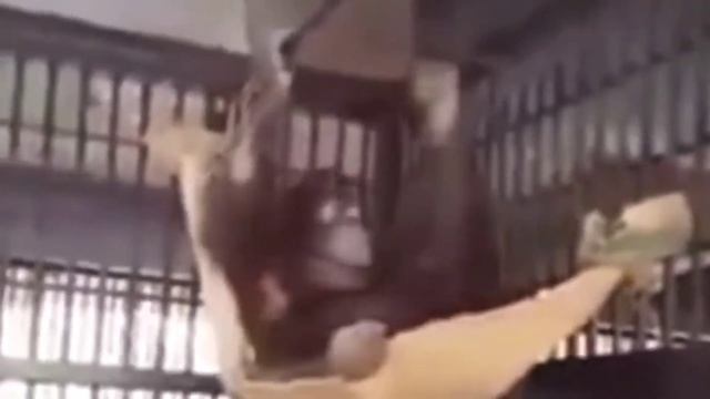 Самые Умные Обезьяны ? смотреть онлайн