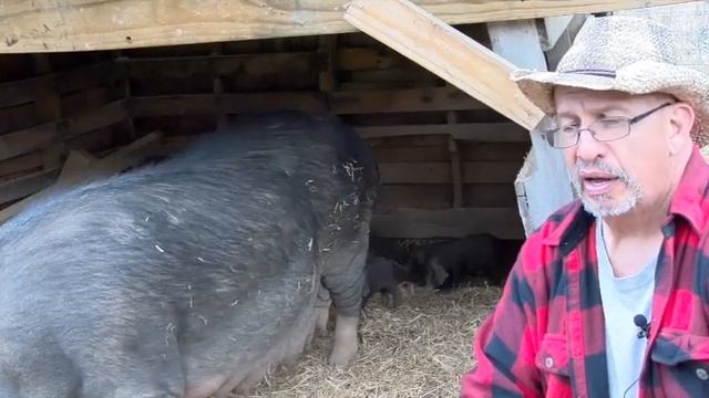 Preserving Meishan Pigs For Premium Pork