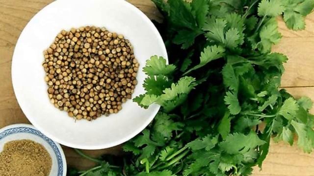 Выращивание кориандра ( кинзы ) из семян в открытом грунте как бизнес идея смотреть онлайн