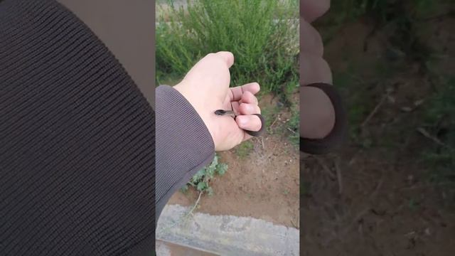 Набережная Комсомольского района. г. Тольятти. Медянка смотреть онлайн