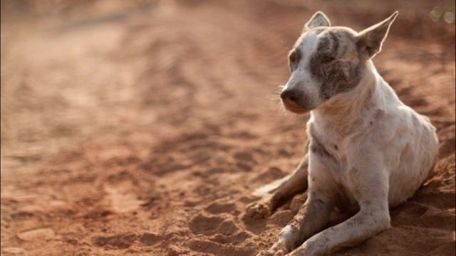 Вдохновение на Картику (день 29)- Внутреннее путешествие, от Е.С.Шачинандана Свами смотреть онлайн