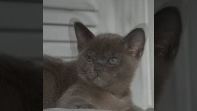 Elisey DeLaTur, мальчик голубого окраса,порода Европейская Бурманская кошка смотреть онлайн