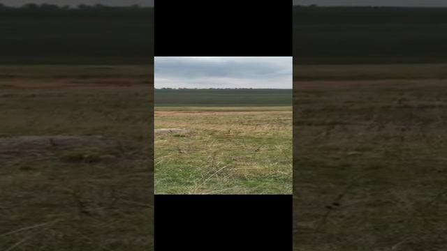 Лазорики зацвели! смотреть онлайн