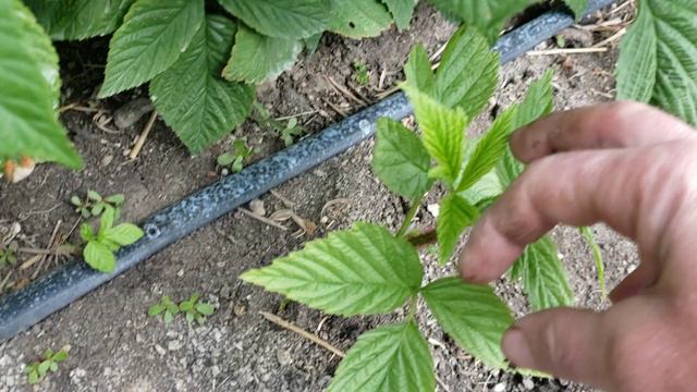 Результат укоренения поросли малины в стаканчиках. смотреть онлайн
