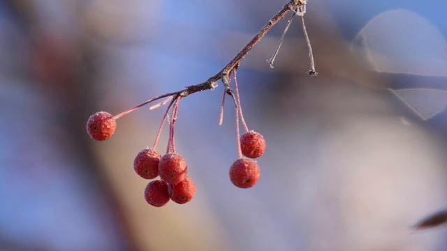 Праздник Христова Рождества смотреть онлайн