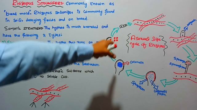 Life Cycle of Rhizopus | Zygomycota | Fsc Biology class 11,for B.A,B.Sc|#rhizopus#lifecycle смотреть онлайн