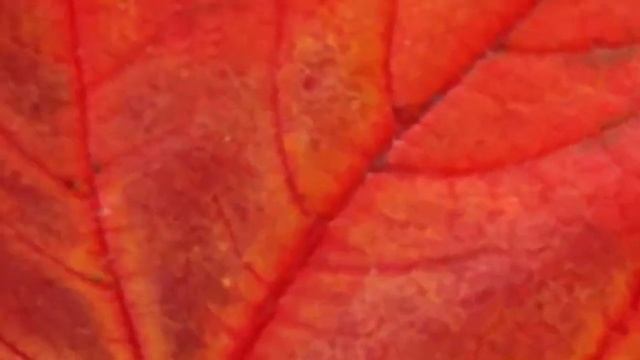 Green Screen Falling Leaves, Transition Autumn Футаж Переход осенние листья клена