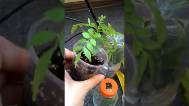 Распаковка посылки Мурайя Кенега, Метельчатая подарок Маракуйя (часть 2) смотреть онлайн