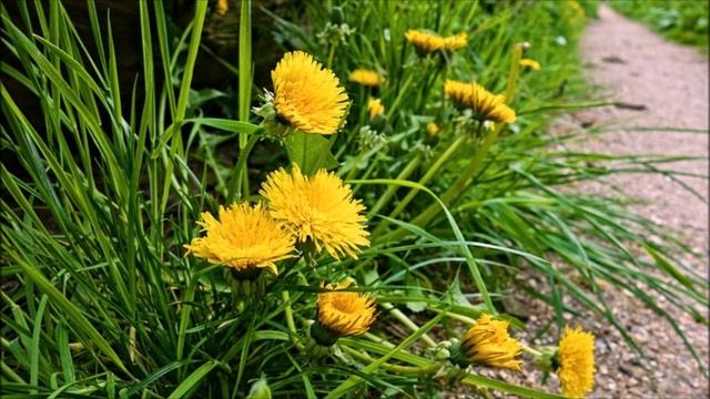 Как без труда вырвать одуванчик вместе с корнем? Делюсь простым способом. смотреть онлайн