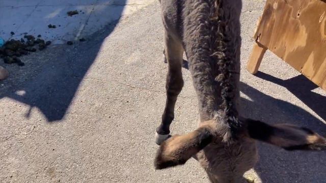 OATMAN ARIZONA, JACKASS JUNCTION смотреть онлайн
