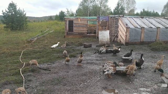 ИНДИЙСКИЕ БЕГУНЫ на прогулке. Определяем самцов у уток смотреть онлайн