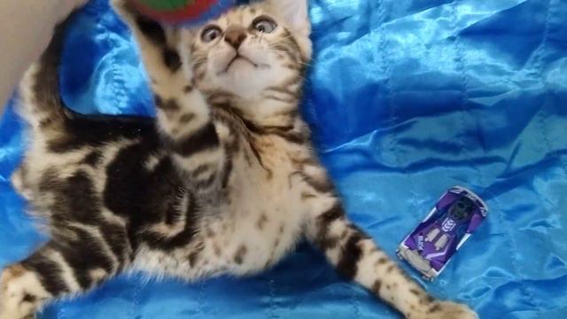 бенгальская кошечка браун марбл смотреть онлайн