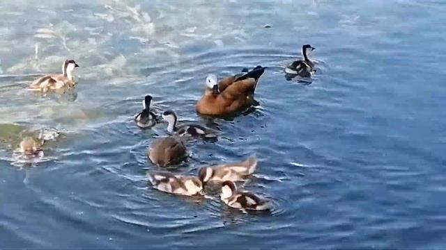 18 утят Запеканки и Аполлона)) пачки овсянки уже не хватает)) смотреть онлайн