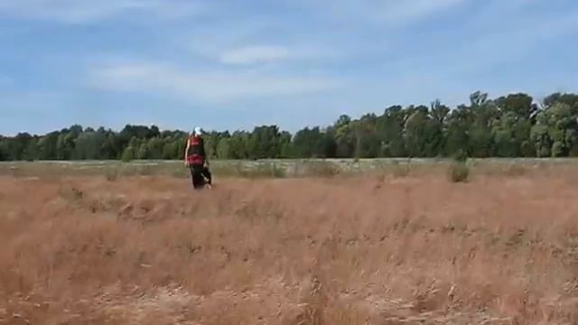 Дрессировка, русско-европейская лайка. смотреть онлайн