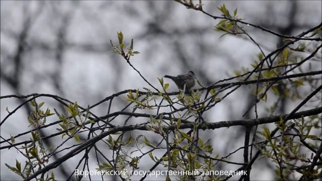 Весна в Усманском бору смотреть онлайн