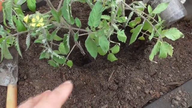 Самый простой "сухой" способ высадки томатов в теплицу. Ольга Чернова смотреть онлайн